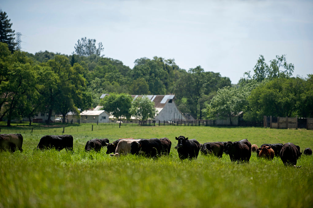 Richards Family History in Ranching