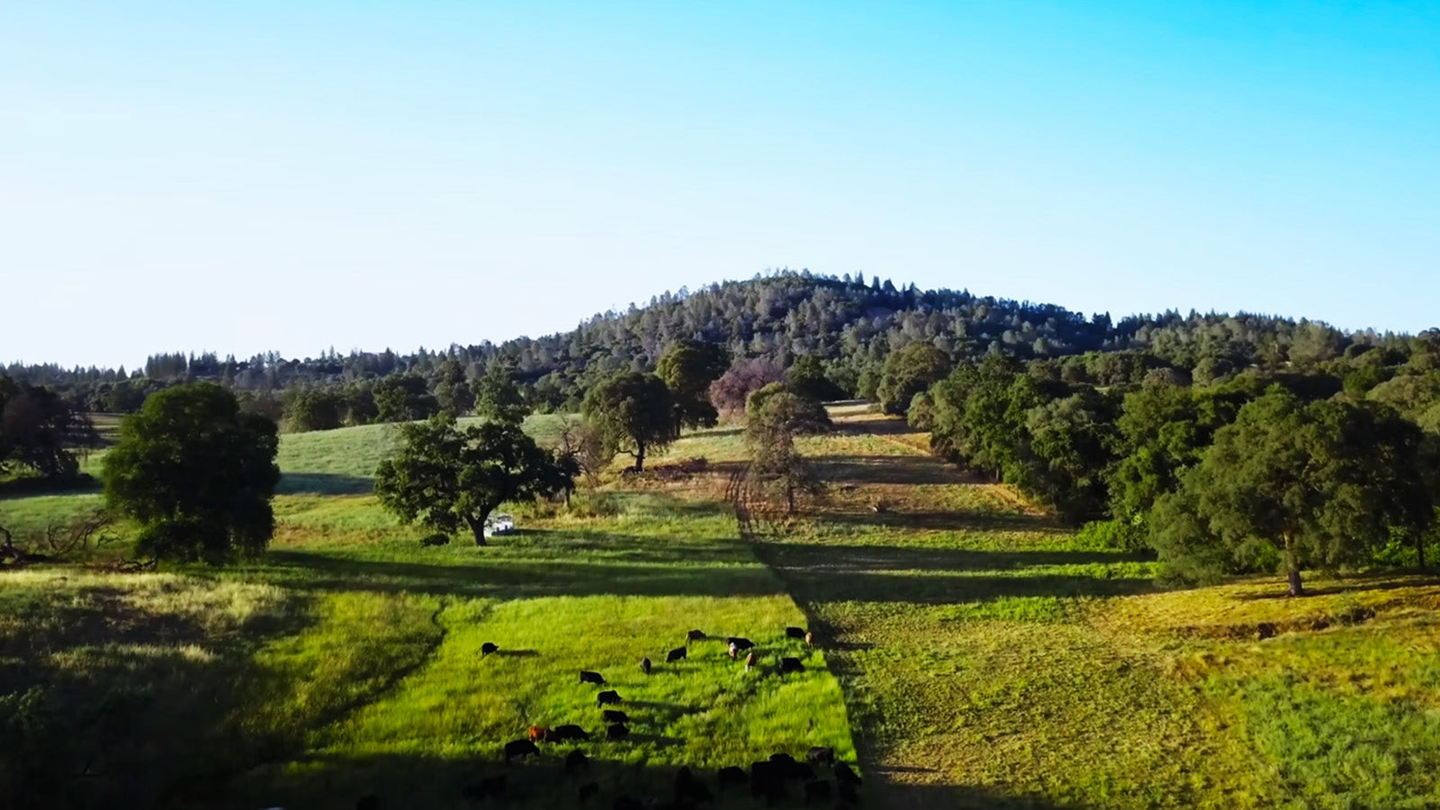 A New (re)generation