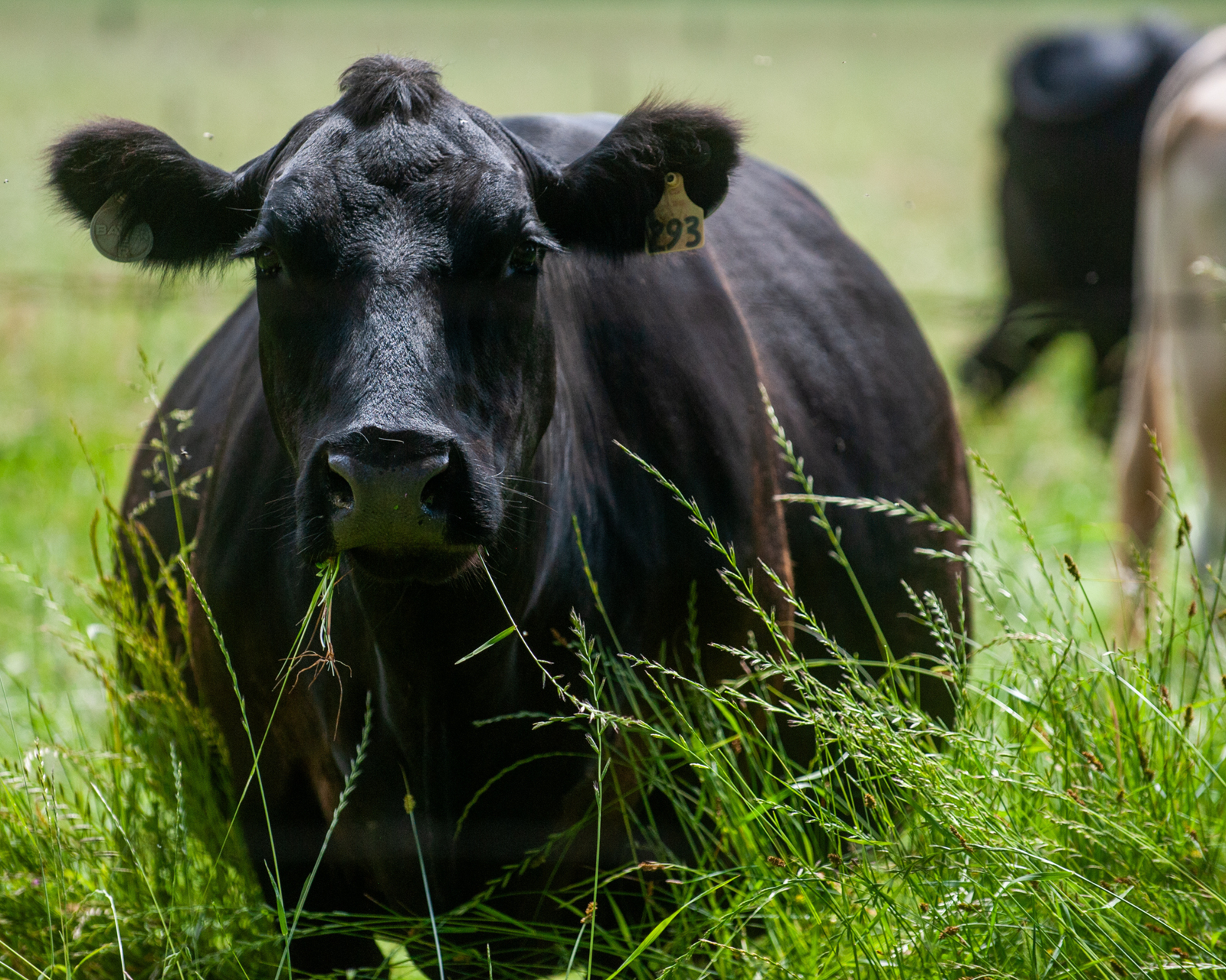 How Regenerative Practices Improve Animal Welfare
