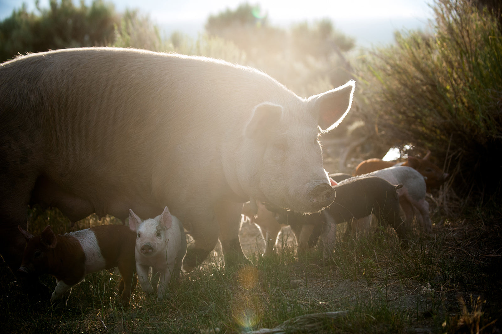 Pastured Pork from Down the Mountain Farmstead