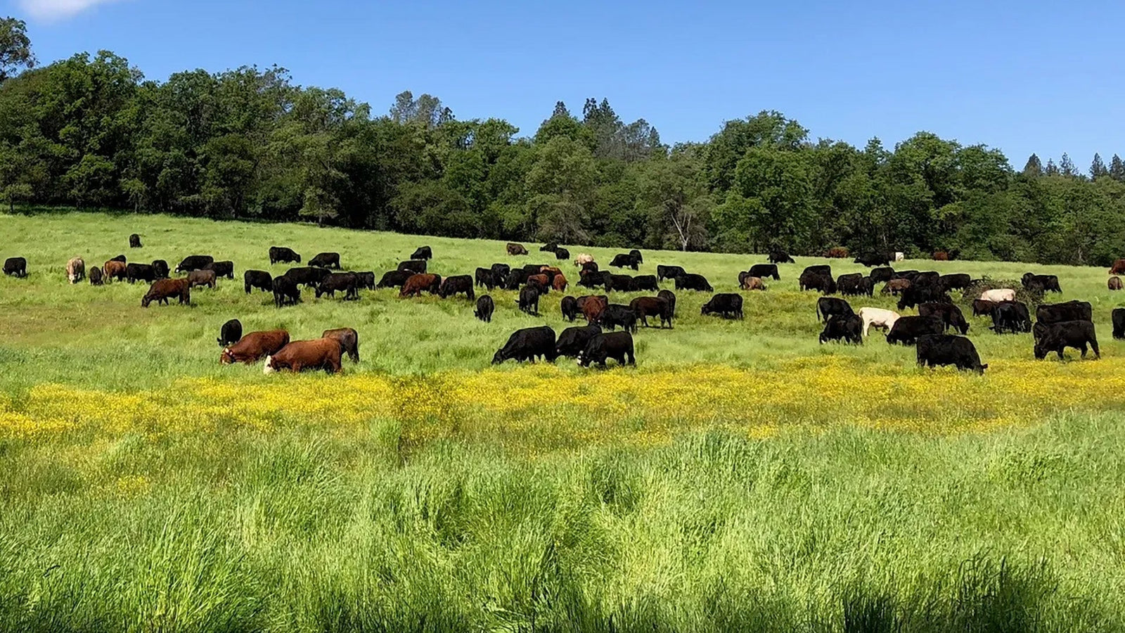 Fast-food chain partner boosts grassfed beef operation