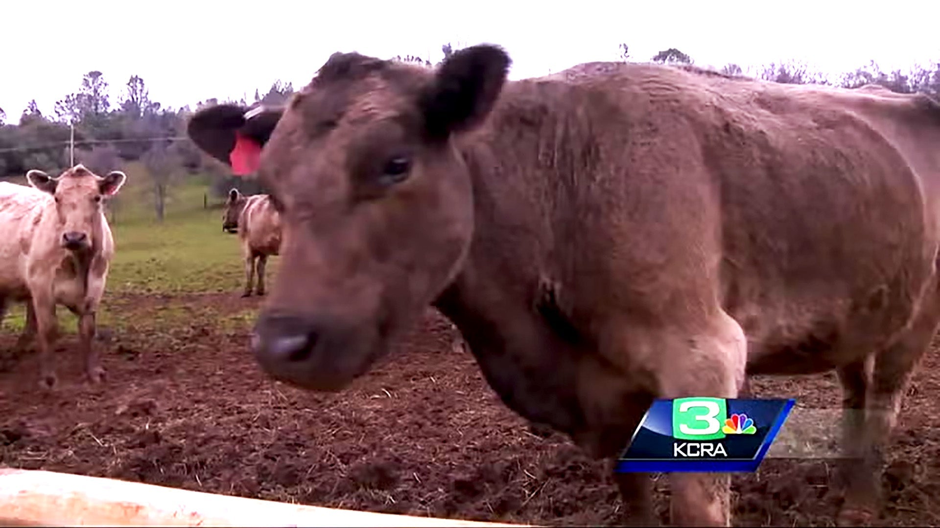 How one rancher hopes to change the way you buy beef