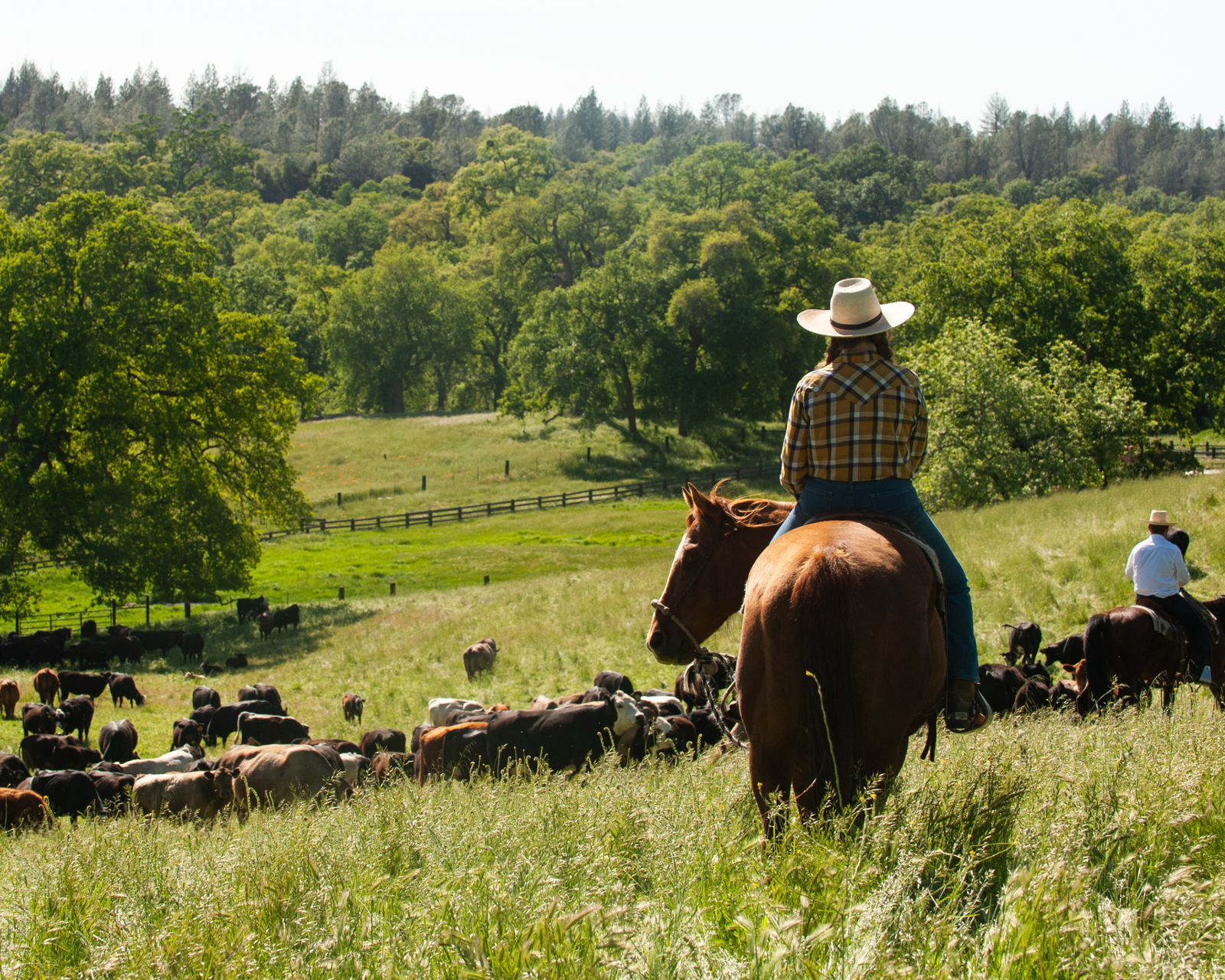 Our Journey: Why We Chose Regenerative Agriculture