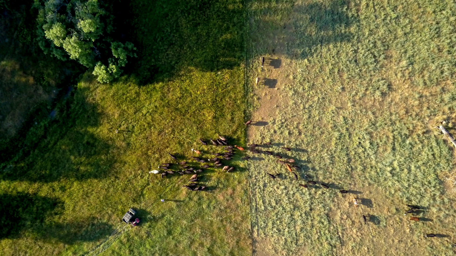 What IS Regenerative Agriculture?