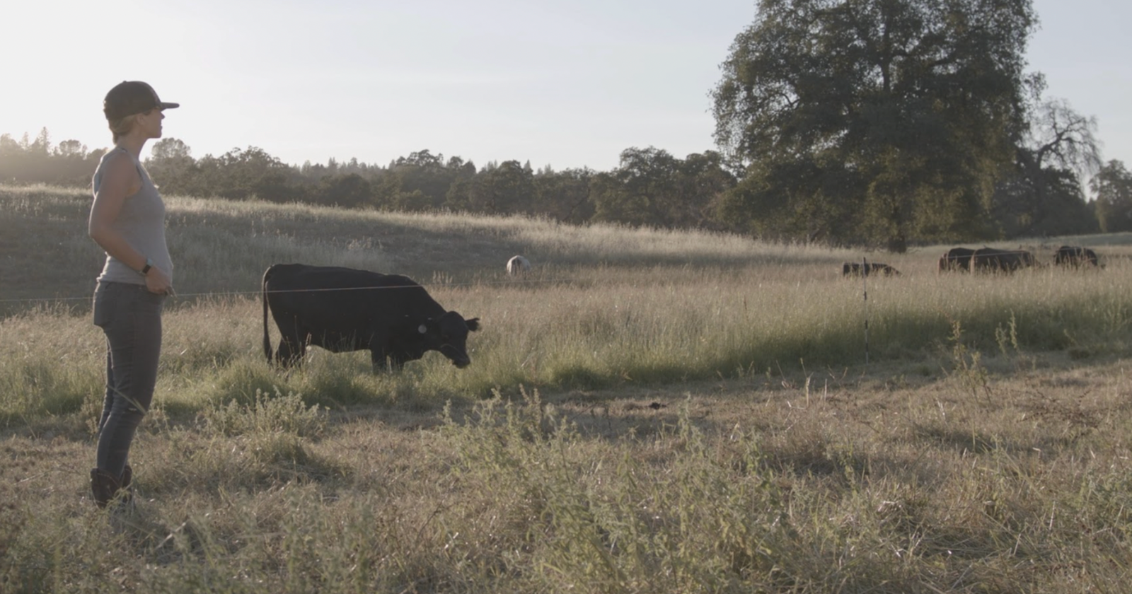 Rethinking the Farm Bill: Tell Us Where Our Beef Comes From