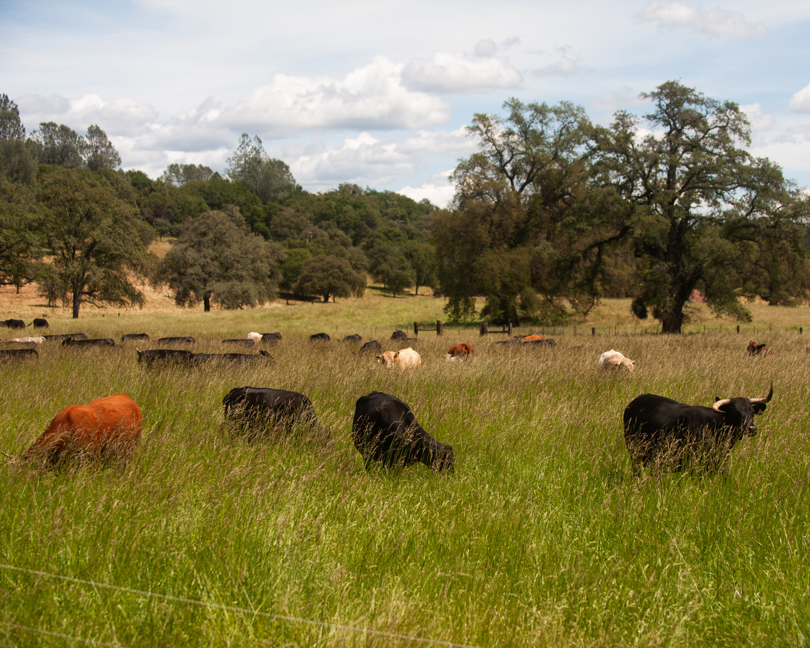 Why Regenerative Ranching Matters During Climate Change