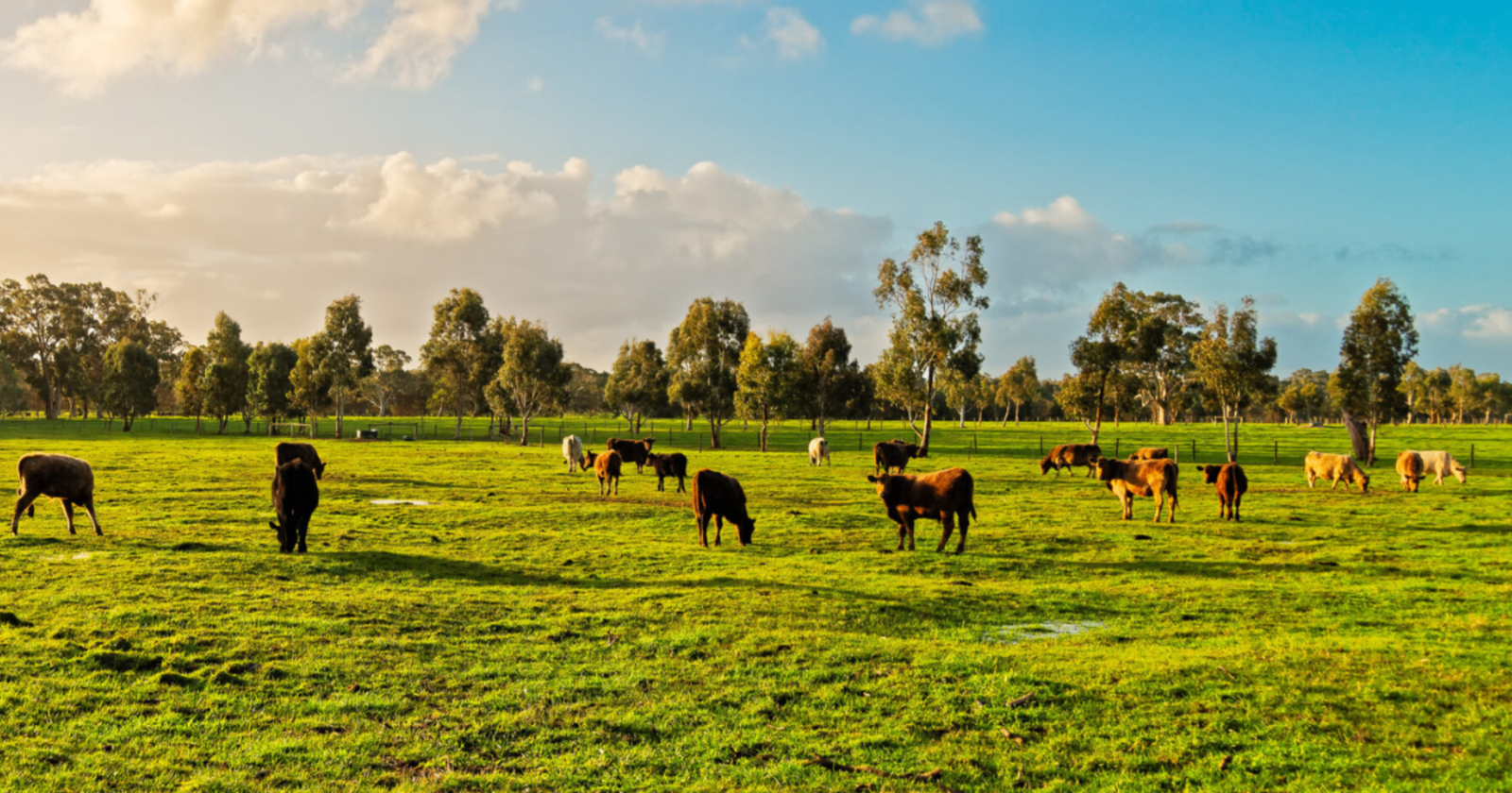 Announcing Kiss the Ground’s Farmer Relations Board